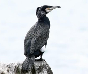 Гогой (Тураг гогой)